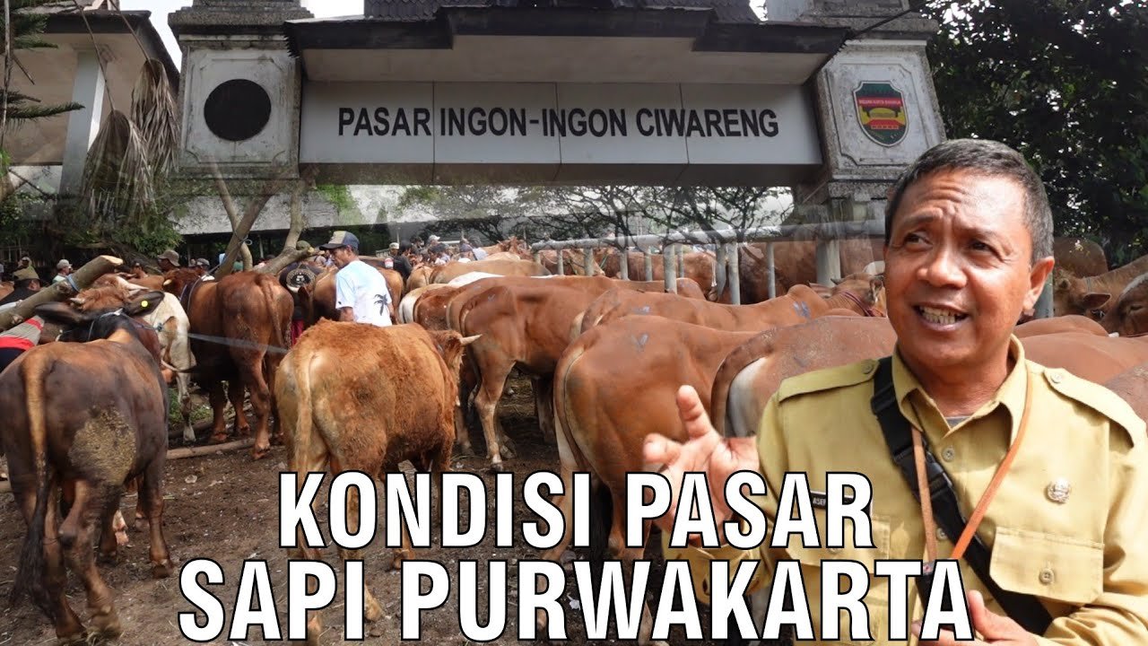 
                                 Pasar-Hewan-Sapi-Purwakarta